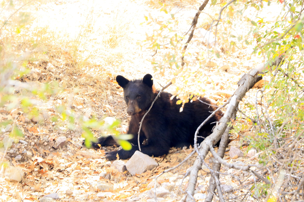 Black Bear