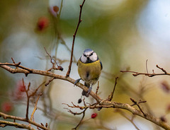 Blue tit