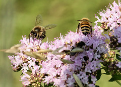 Bienen bei der Arbeit