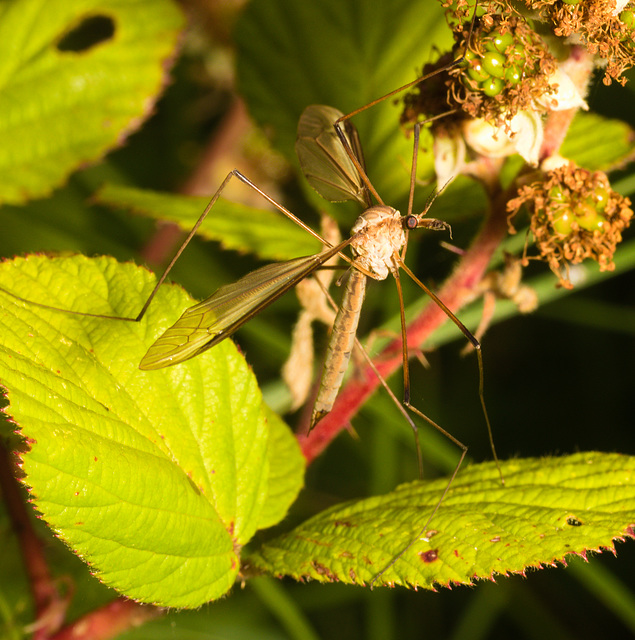 EF7A5028 CraneFly