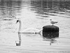 Bosham Bird Life