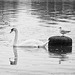 Bosham Bird Life