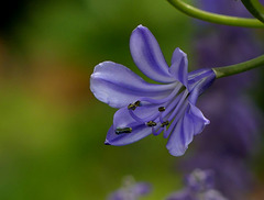 Dans mon jardin