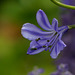 Dans mon jardin