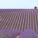 La Provence 2