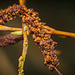 Der Fruchtstand der Erlen (Alnus) :)) The fruiting head of alder trees (Alnus) :)) Le fruit de l'aulne (Alnus) :))