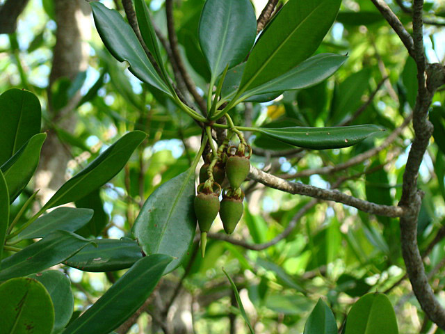 Mangroves  Darwin Northern Territory