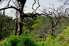 Nach dem Waldbrand entsteht neues Leben - New Life after the Forest Fire