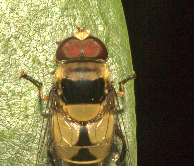 IMG 8445hoverfly