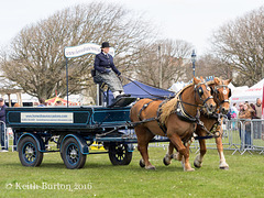 Working and Heavy Horse Show