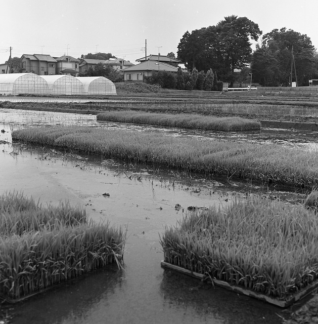 Seedlings raised in seedbeds