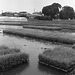 Seedlings raised in seedbeds