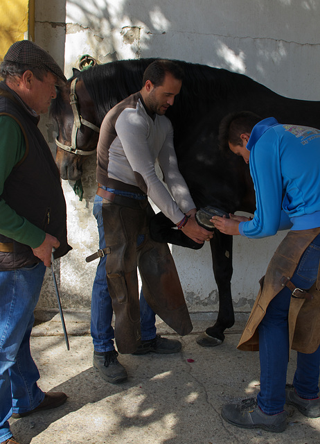 Horse shodding at Jerez