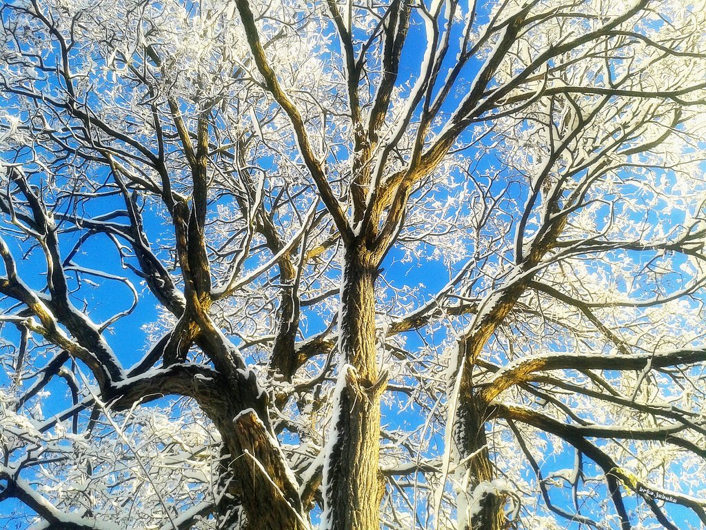 Under the snowy tree
