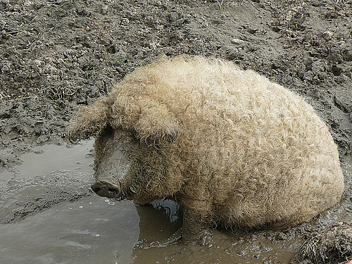 Mangalica