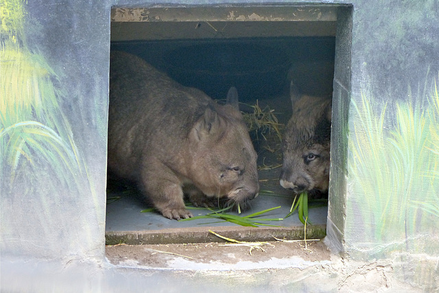 Toronto Zoo (14) - 13 July 2018