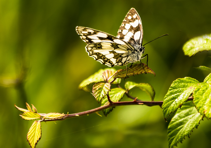 mariposa sobre zarza