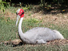 Couvaison. Grue antigone = Grus antigone antigone, Parc des Oiseaux = Parc ornithologique des Dombes, Villars-les-Dombes (Ain, France)