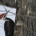 Pileated Woodpecker