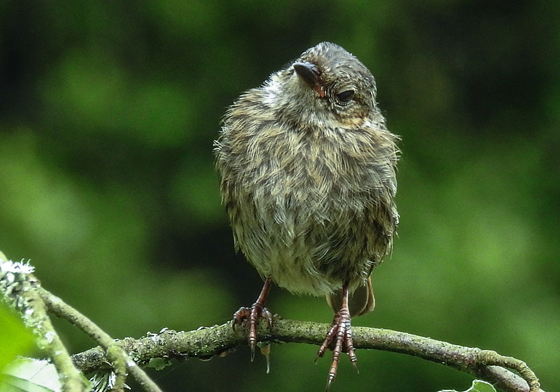 20190614 5328CPw [R~GB] Heckenbraunelle [JV], Waldwanderung, Wales