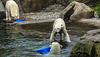 20190907 6012CPw [D~HRO] Eisbär (Ursus maritimus), Zoo, Rostock