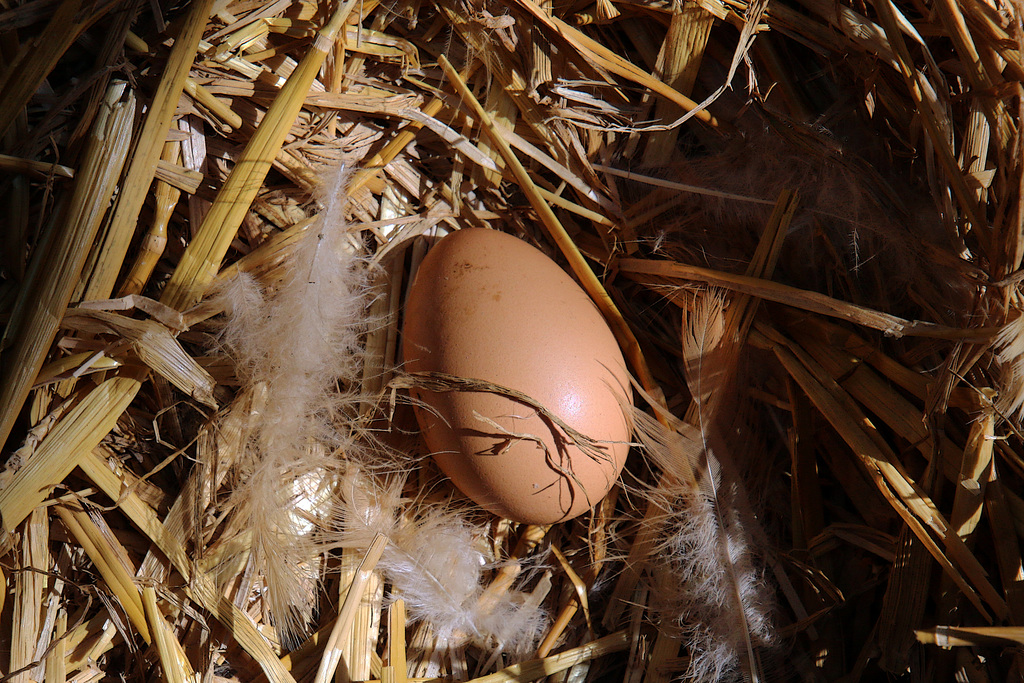 Qui veut prendre la peine d'expliquer à ma poule , que la politique de l'enfant unique est révolue ?...