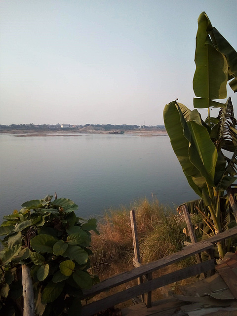 Mekong's vegetation / Végétation riveraines du Mékong