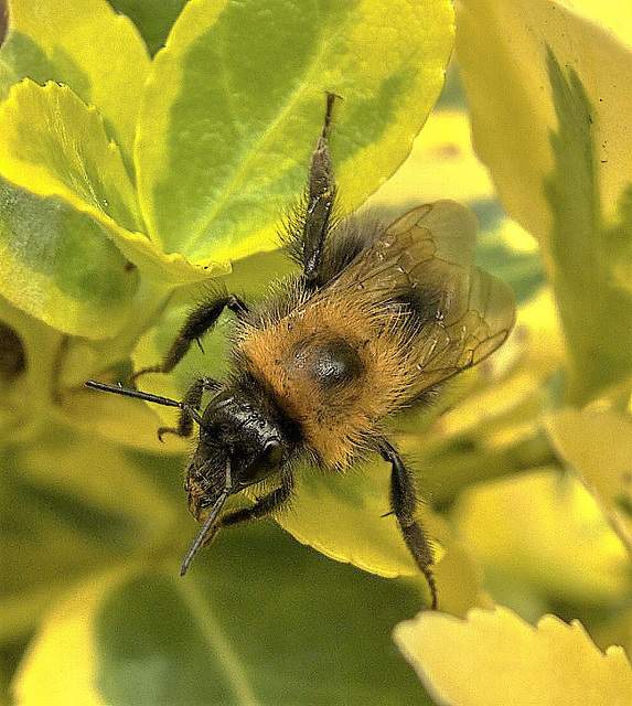 Bee....hairy