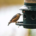 Nuthatch