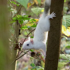 Leucistic squirrel (Sciurus carolinensis)