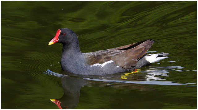 EF7A9145 Moorhen