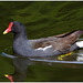 EF7A9145 Moorhen