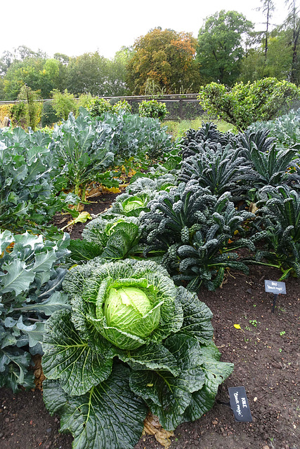 Floors Castle Walled Garden