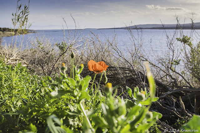 Coquelicots cuvée 2024