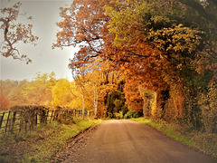 Autumn Roads