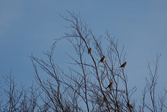 Fieldfare