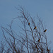 Fieldfare