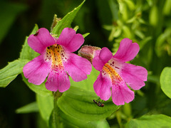 Pink Monkeyflower / mimulus lewisii