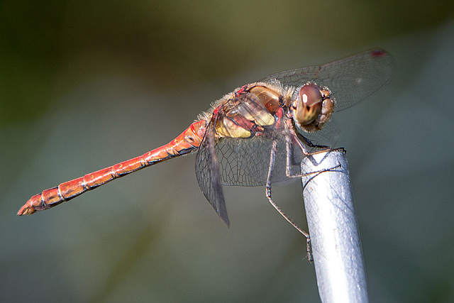 20150821 8552VRAw [D~RI] Große Heidelibelle (Sympetrum striolatum)e,  Rinteln