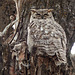 Female Great Horned Owl in local park