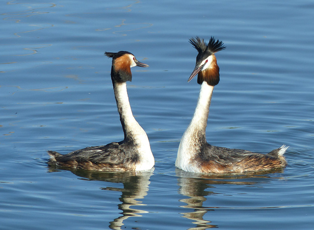 Grèbe huppé    (Podiceps cristatus) : Encore un peu de séduction