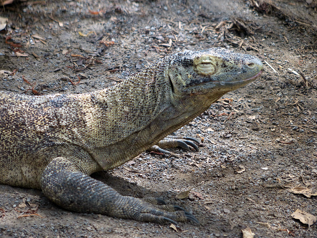 Toronto Zoo (15) - 13 July 2018