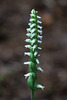 Spiranthes ovalis var. erostellata (October Ladies'-tresses orchid)