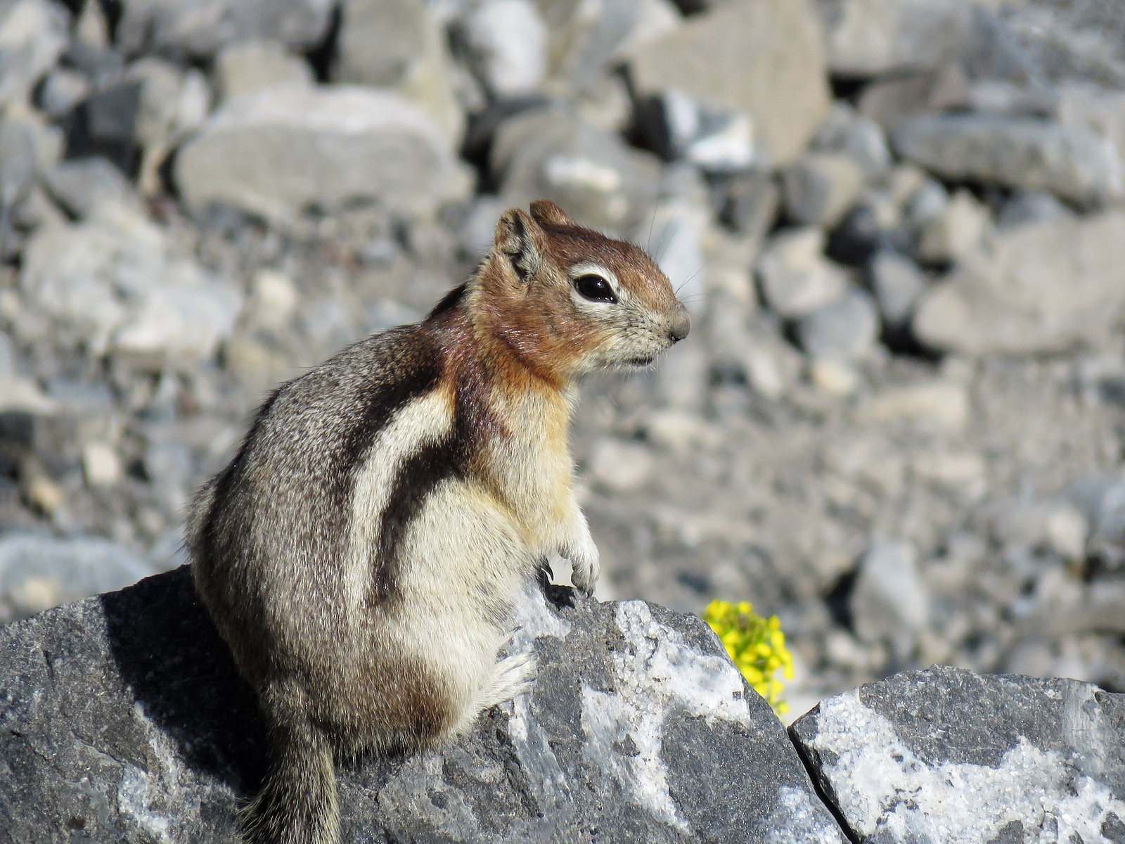 Golden-mantled Ground Squirrel