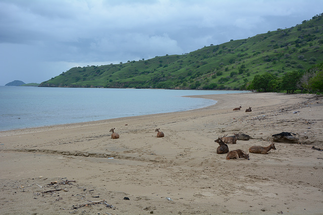 Indonesia, The Island of Komodo, Deer on the Shore of Loho Liang Bay Indonesia, The Island of Komodo, Deer on the Shore of Loho Liang Bay