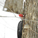 Pileated Woodpecker