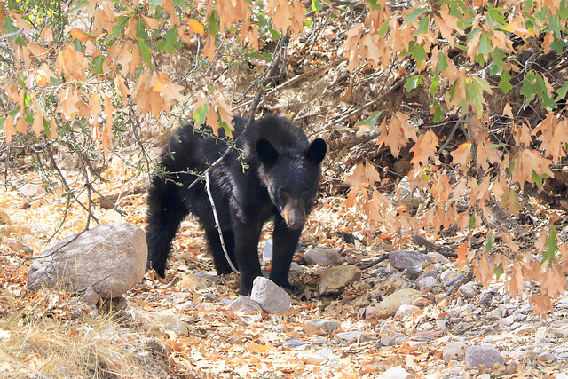 Black Bear