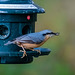 Nuthatch