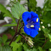 20210609 0761CPw [D~LIP] Glockenblumen-Büschelschön (Phacelia campanularia), Balkonblumen, Bad Salzuflen