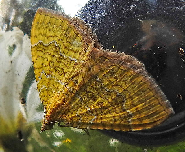 20210627 1129CPw [D~LIP] Ockergelber Blattspanner (Camptogramma bilineata), Bad Salzuflen